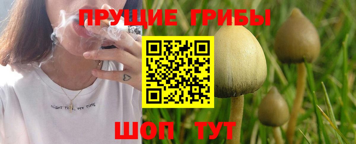 Галлюциногенные грибы Psilocybine cubensis Георгиевск